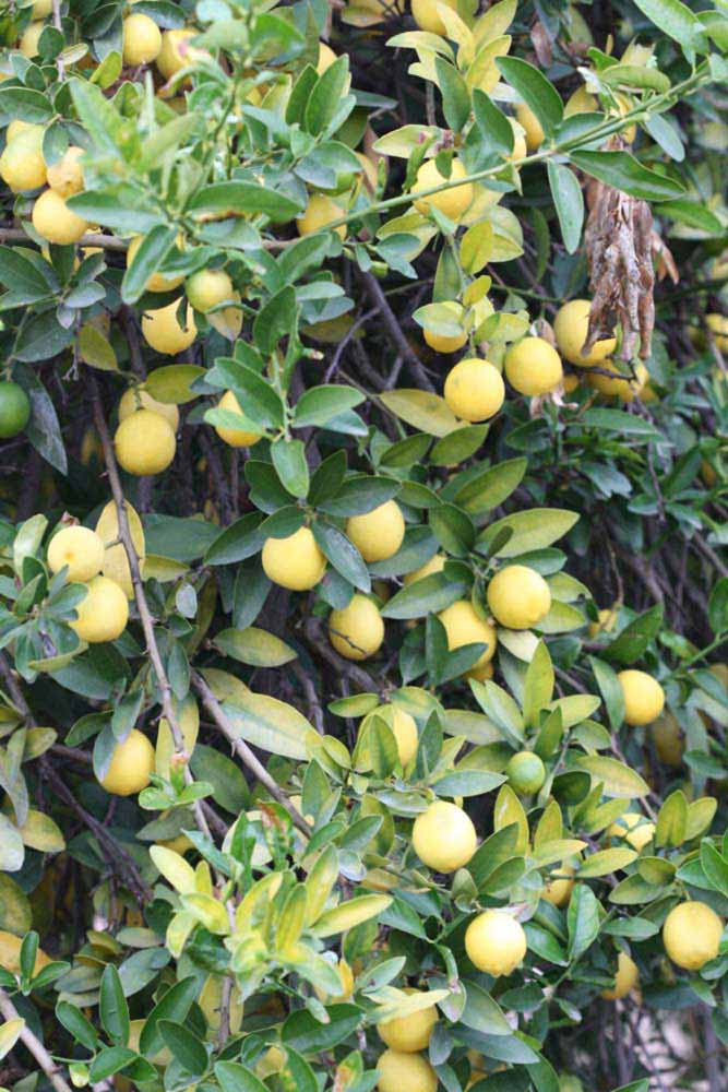              Habit (Riverside, CA)       